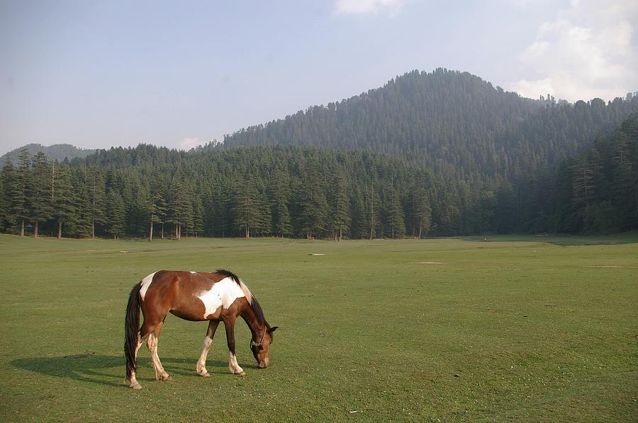 Horse Photograph by Photograph By Jatin N Muddu