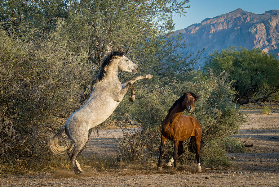 Horse Play Photograph by Dave Lehneman
