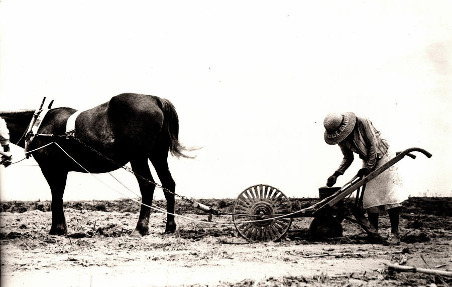 Horse plow II Photograph by John Gholson