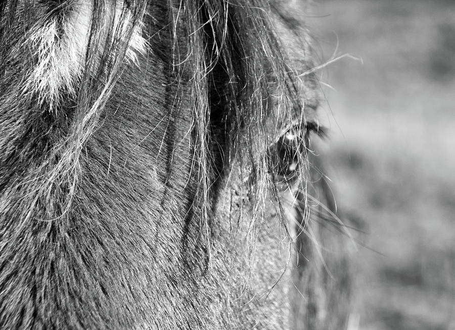 Horse Portrait 2 Photograph by Andrea Anderegg
