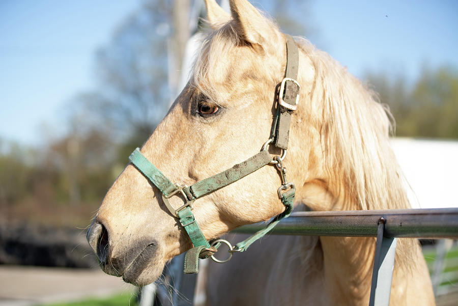 Horse Portrait Photograph