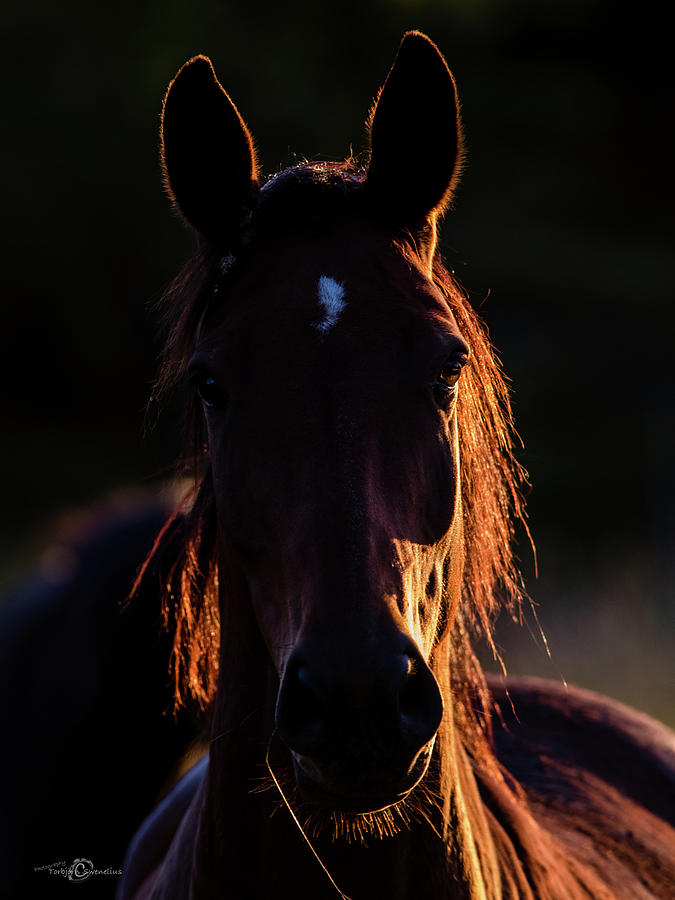 Horse portrait in back lit Photograph by Torbjorn Swenelius