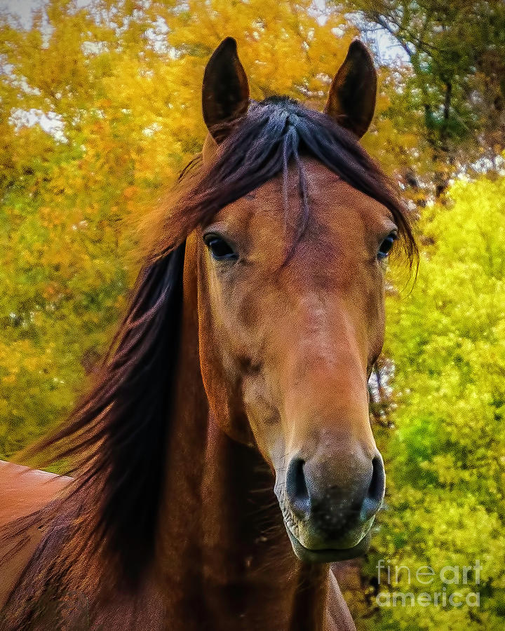 Horse Portrait Photograph by Nick Zelinsky Jr