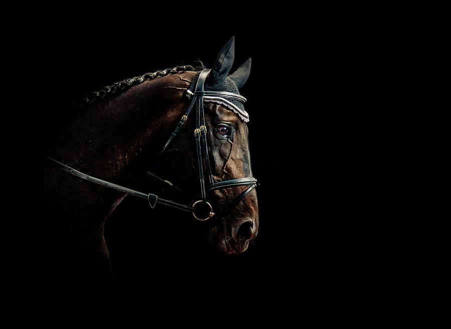 Horse Portrait Photograph by Pixalot