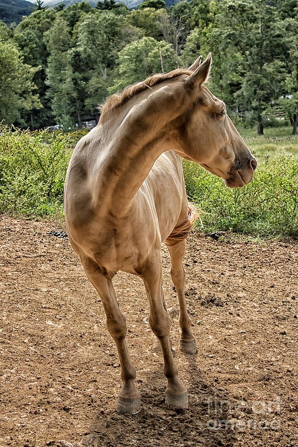 Horse Photograph - Horse Print 298 by Paulette Thomas