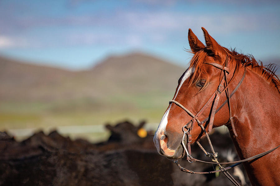Horse Profile Photograph by Todd Klassy