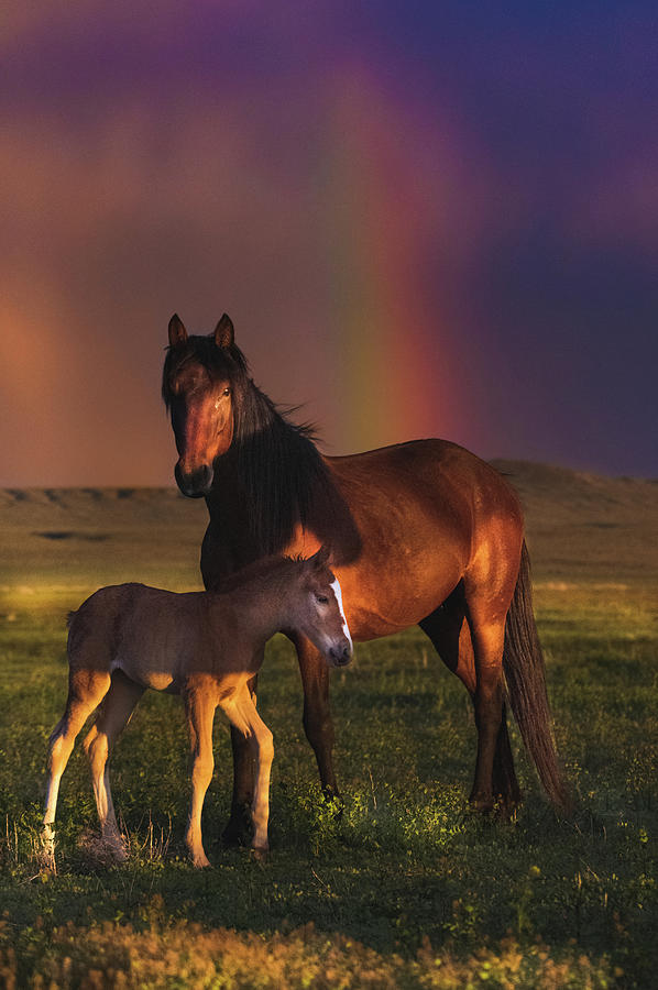 Horse Rainbow Photograph by Jami Bollschweiler Fine Art America