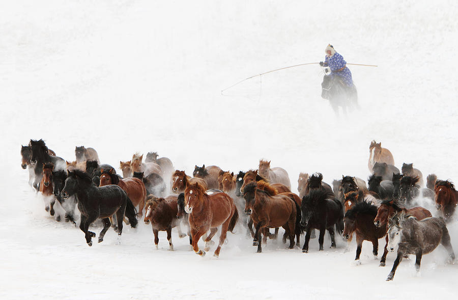 Horse Photograph - Horse Run In The Snow by Adam Wong