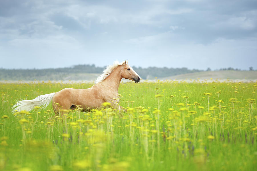 Horse Running In Field Photograph by Arman Zhenikeyev - Professional Photographer From Kazakhstan