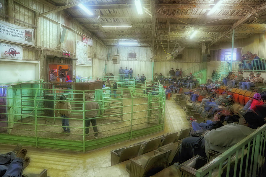 Lubbock Photograph - Horse Sale by Natural Abstract Photography