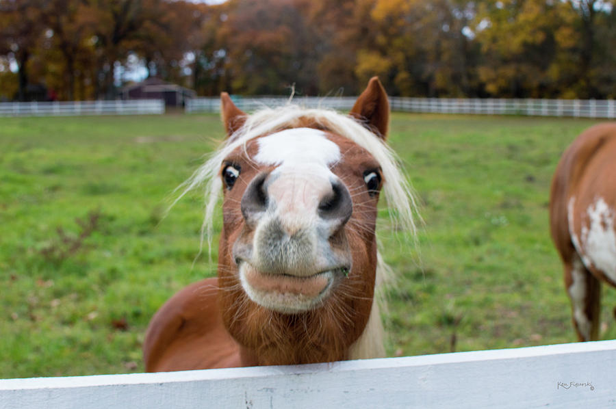 Horse Selfie Photograph by Ken Figurski