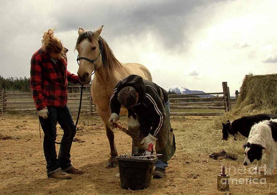 Horse Shoeing Photograph by Roland Stanke