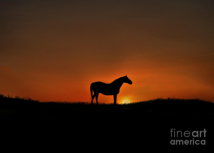 Horse Silhouette Photograph by Stephanie Laird