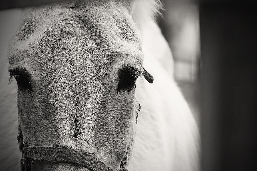 Horse Soulful Expression Photograph by Tina M Daniels   Whiskey Birch Studios