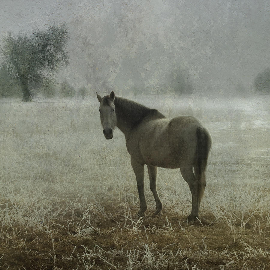 Horse Standing In The Field ~ Out In Photograph by © Suzette Rothlisberger