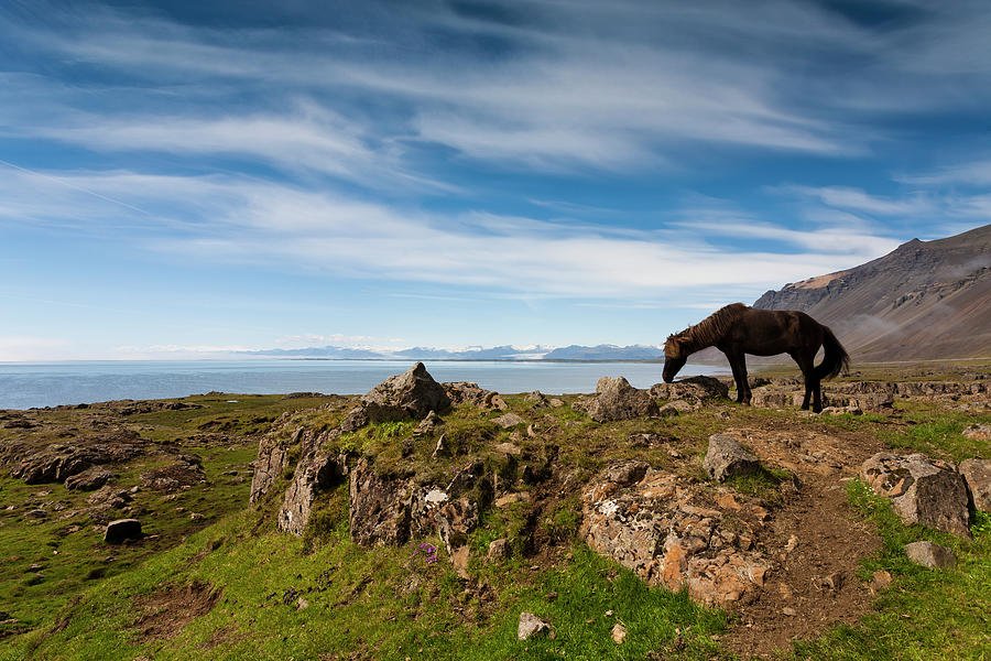 Horse Standing On Rock Photograph by Pall Jokull - Www.flickr.com/photos/palljokull