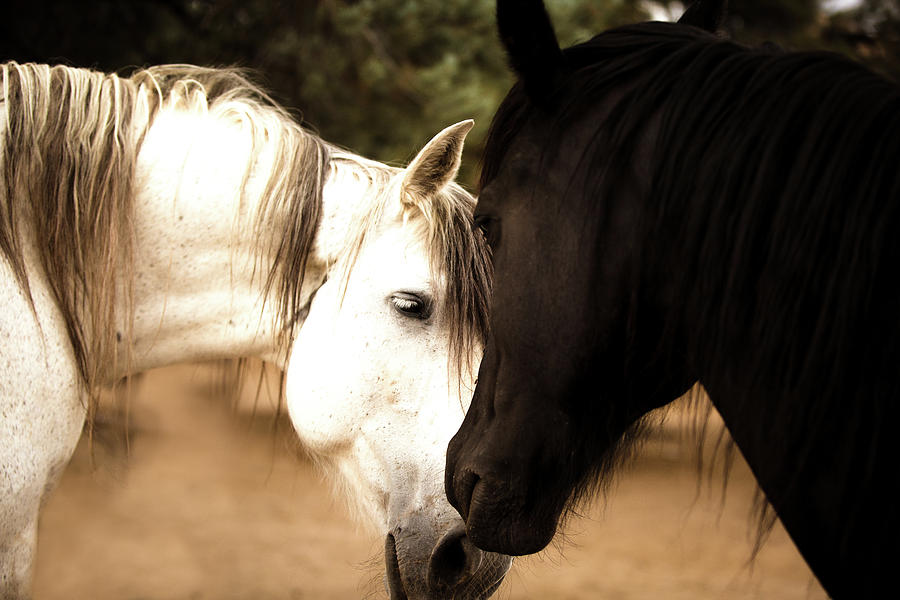 Horse Talk by Anett Mindermann Horse Talk by Anett Mindermann