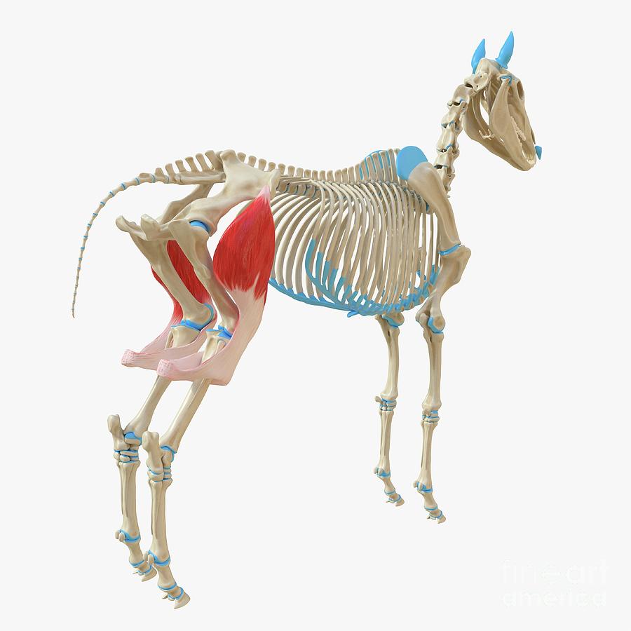 Horse Tensor Fascia Lata Muscle by Sebastian Kaulitzki/science