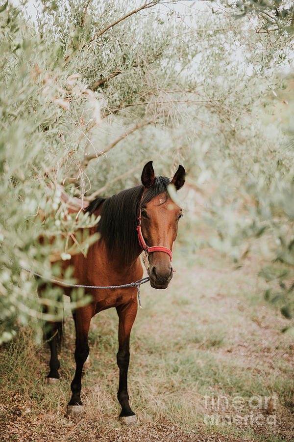 Nature Photograph - Horse by Viktor Pravdica