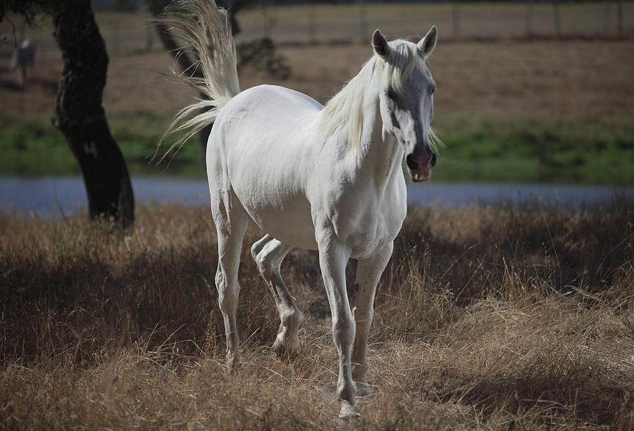 Nature Digital Art - Horse Walking In Dry Field by Laurie Castelli