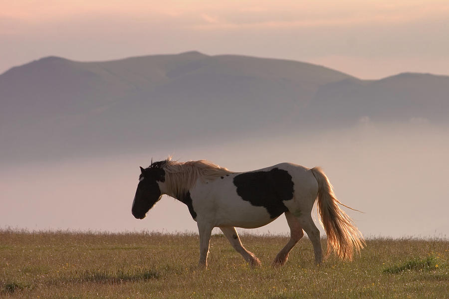 Horse Walking In Mist Photograph by Christiana Stawski