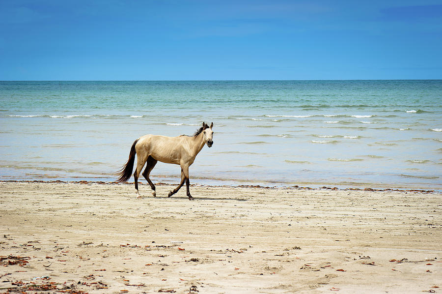 Horse Walking On Beach Photograph by Vitor Groba