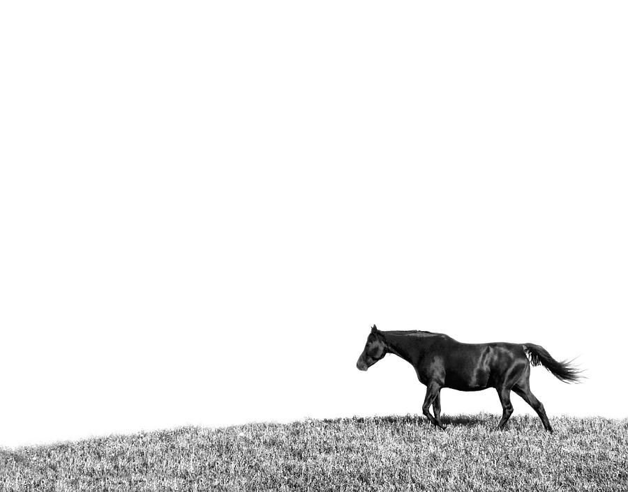 Horse Walking On Hill Photograph by Gail Shotlander