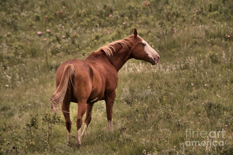 Horse with a white face Photograph by Jeff Swan | Fine Art America