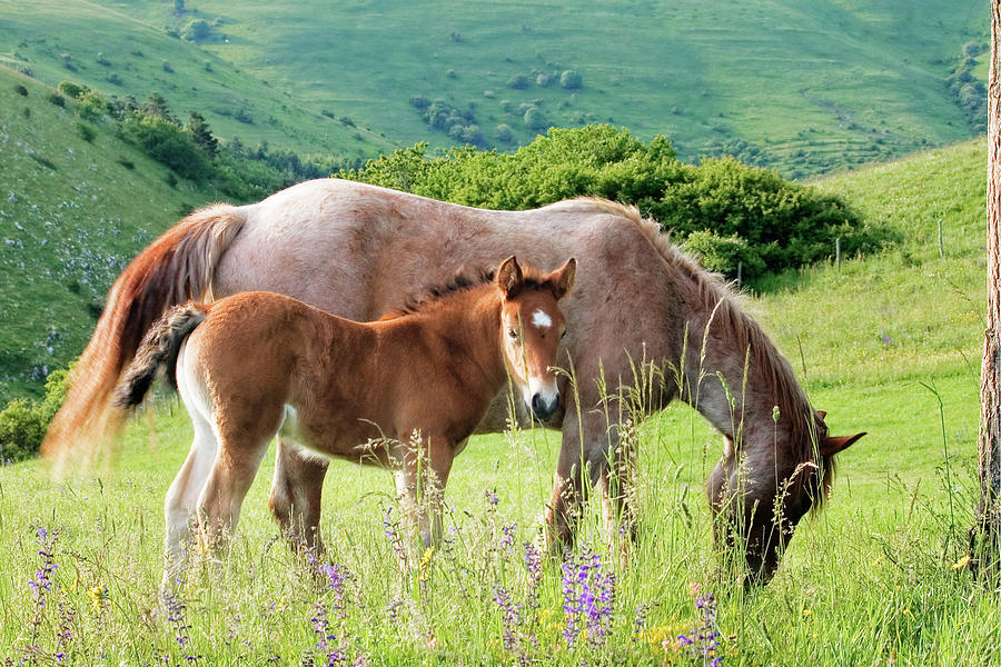 Horse With Foal Photograph by Christiana Stawski