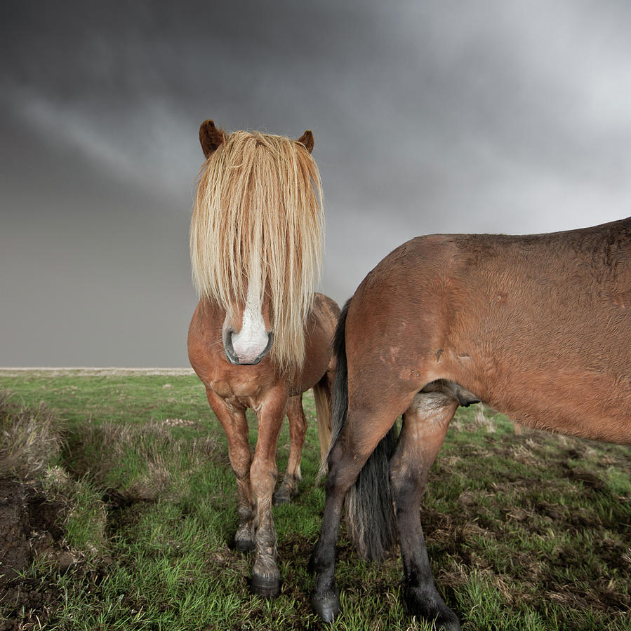 Horse With Long Flowing Mane Photograph by Johann S. Karlsson