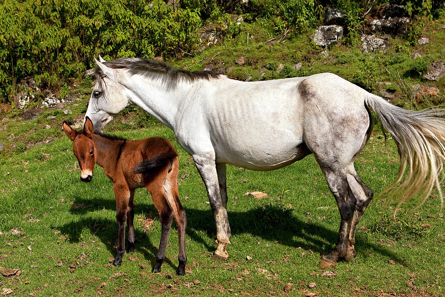 baby mule horse