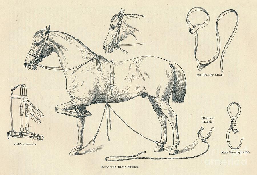 Horse With Rarey Fittings, C1905 C1910 Drawing by Print Collector