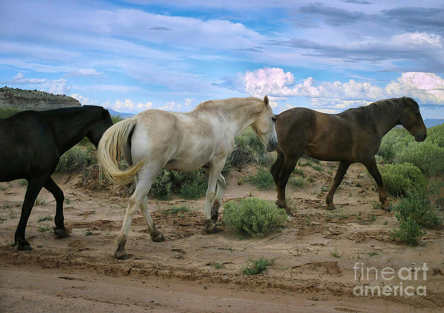 Horse Trio by Jaime Miller Horse Trio by Jaime Miller