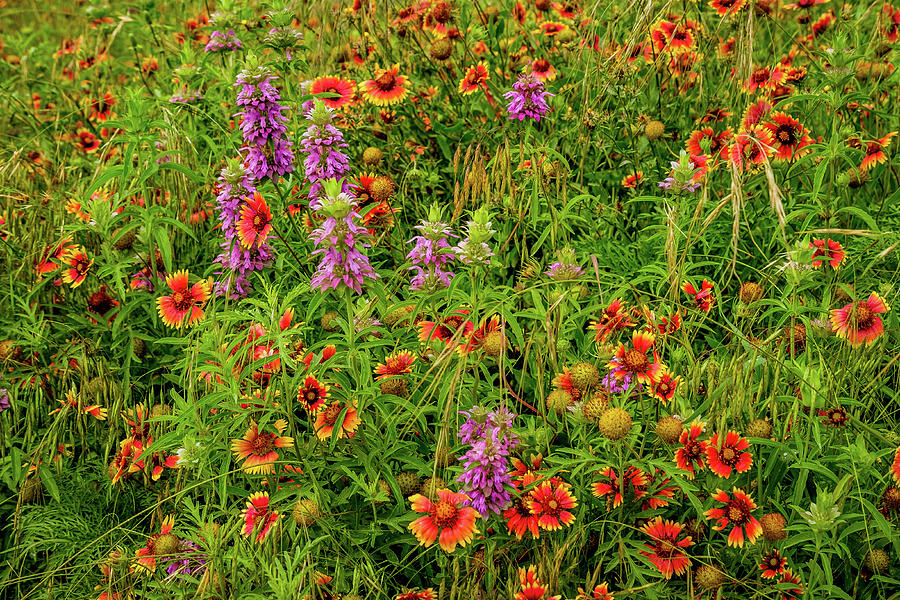Horsemint And Indian Blankets Photograph by Johnny Boyd