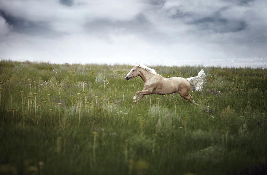 Horsepower Photograph by Arman Zhenikeyev - Professional Photographer From Kazakhstan