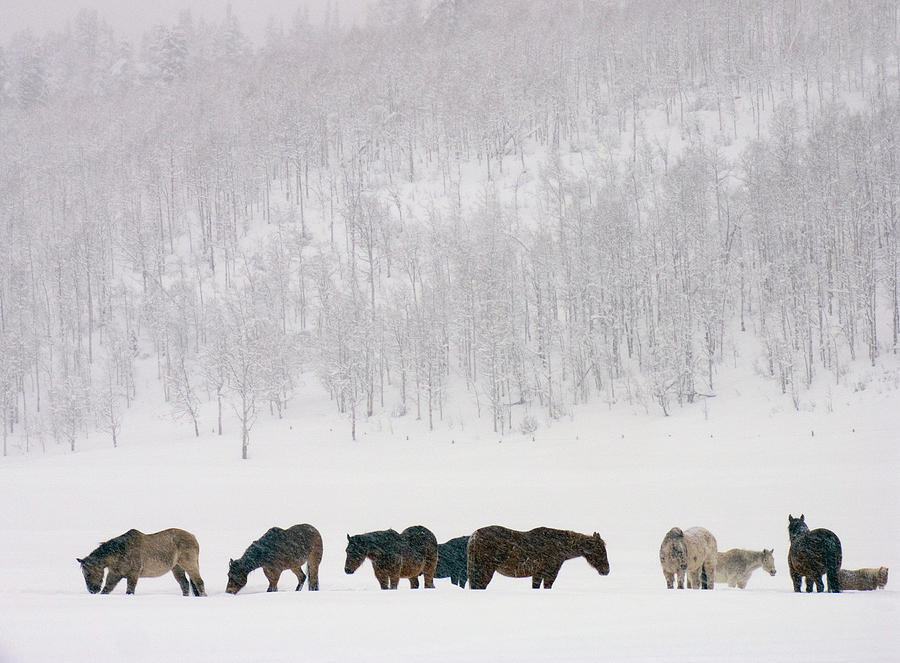 Horses And Aspen Trees On Hills In Photograph by David Epperson