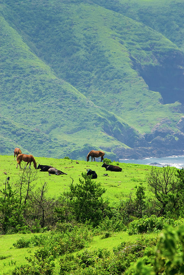 Horses And Cows On The Mountain By The Photograph by Ippei Naoi