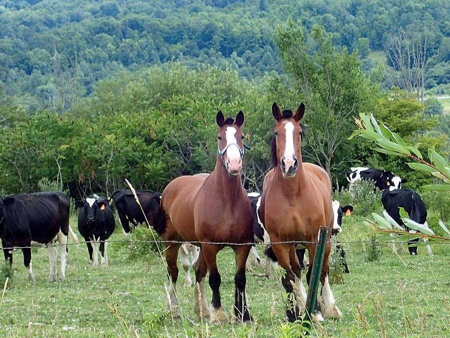 Horses and cows.  Photograph by Susan Jensen