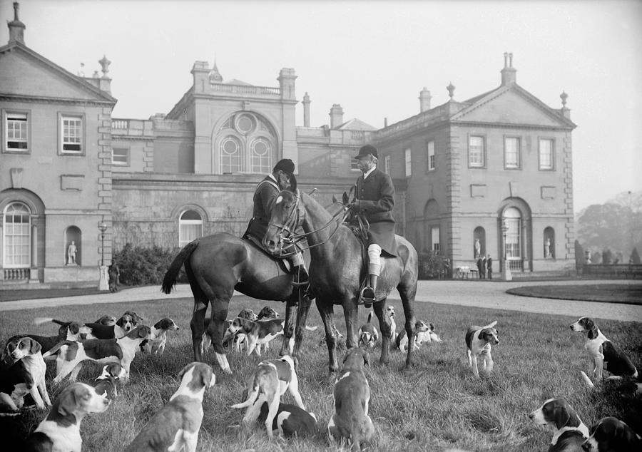 Horses And Hounds Photograph by Topical Press Agency