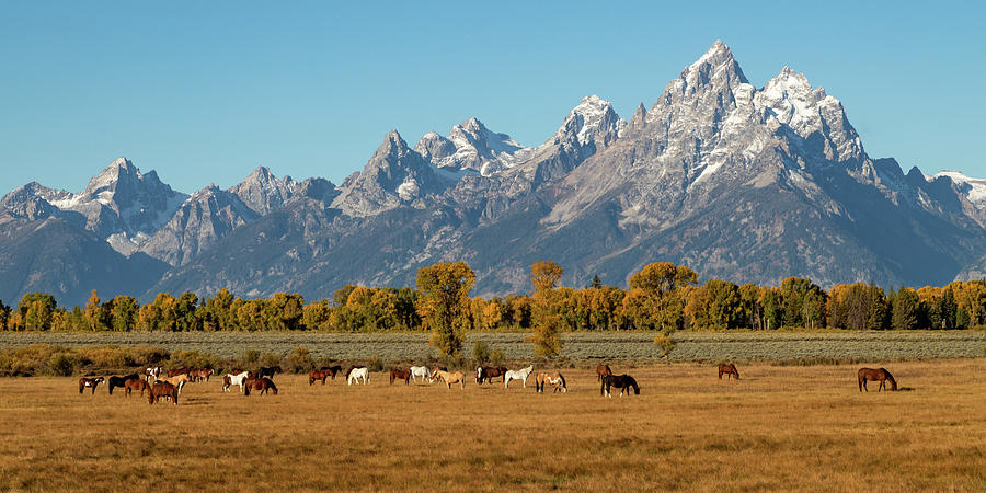 Horses and Tetons Photograph by Jim Allsopp - Fine Art America