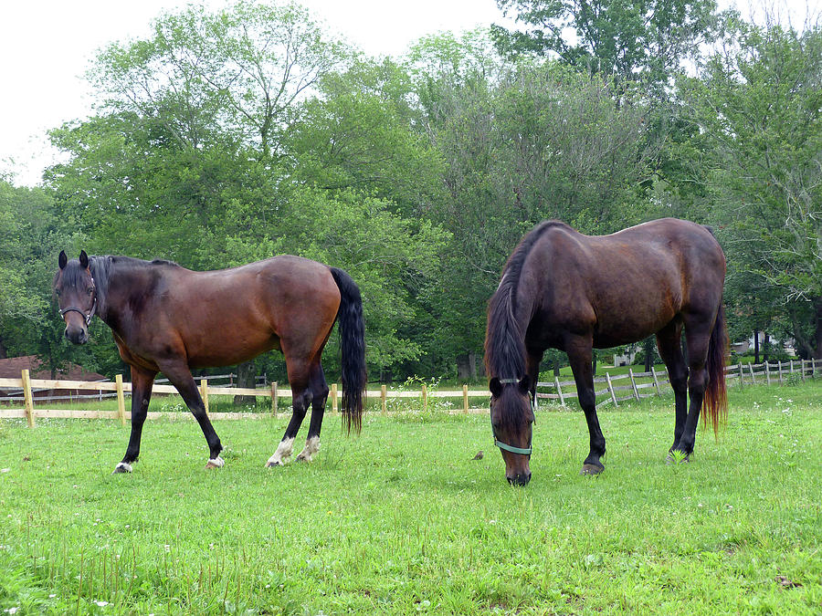 Horse Photograph - Horses At Leisure by Toni Leland Horse Photograph - Horses At Leisure by Toni Leland