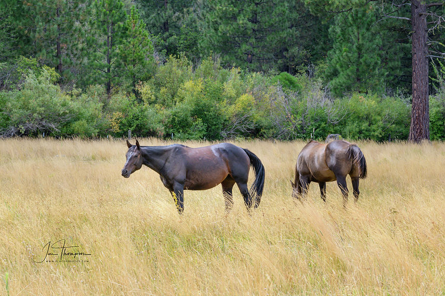 Animals Photograph - Horses at Pasture by Jim Thompson Animals Photograph - Horses at Pasture by Jim Thompson