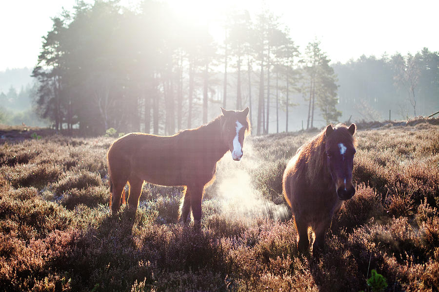 Horses At Sunrise, New Forest, Hampshire Photograph by Simon J Byrne