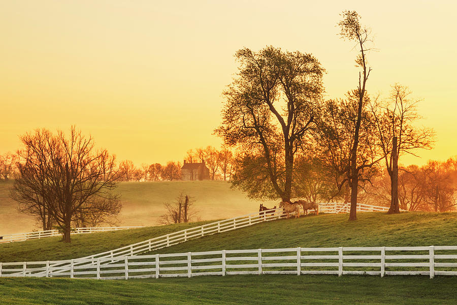 Horses At Sunrise, Shaker Village Photograph by Adam Jones - Fine Art ...