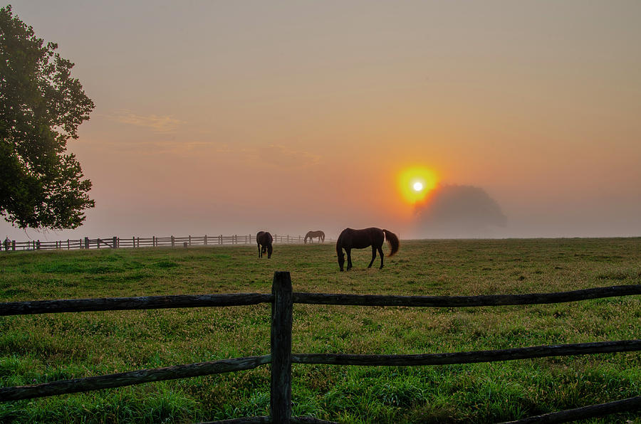 Horses at Sunrise - Widener Farm Photograph by Bill Cannon