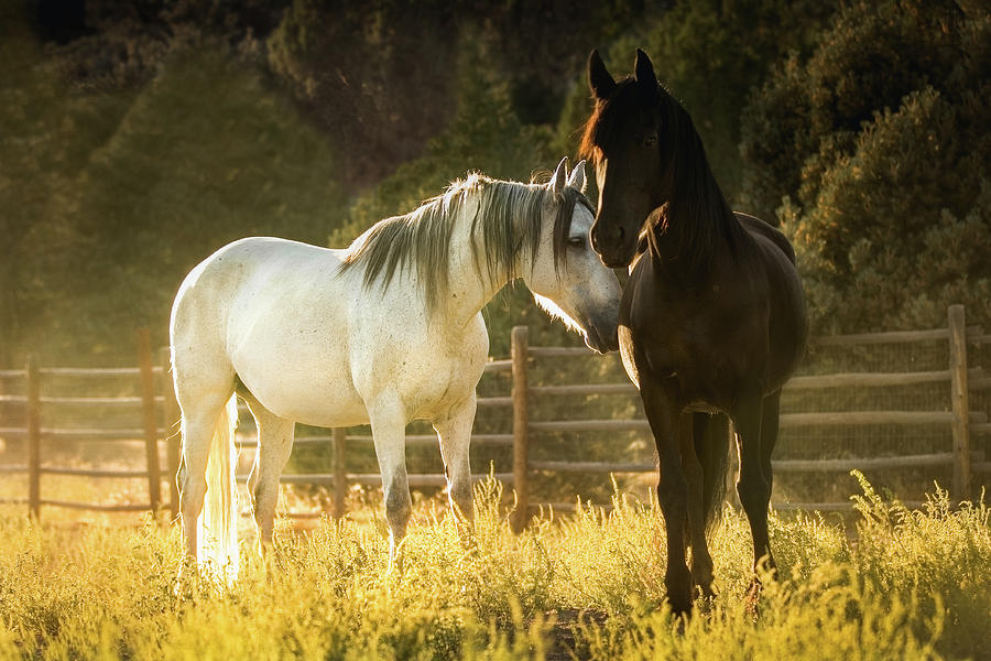 Horses at Sunset by Anett Mindermann Horses at Sunset by Anett Mindermann