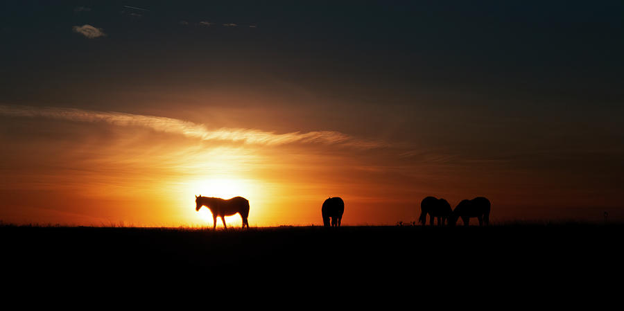 Horses at Sunset Photograph by Gary Langley