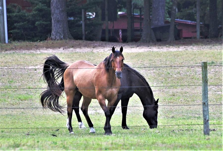 Horses at Trussom Pond by Kim Bemis Horses at Trussom Pond by Kim Bemis