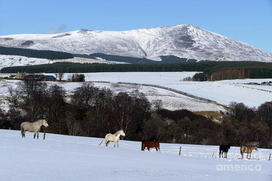 Horses and Ben Rinnes - Banffshire - Scotland Photograph by Phil Banks
