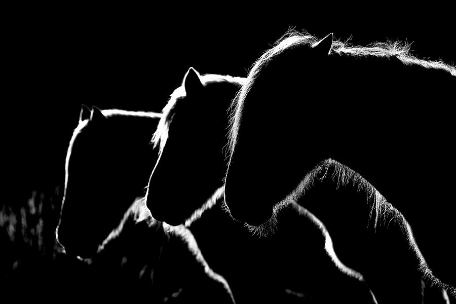 Horses B&w Photograph by Michel Romaggi